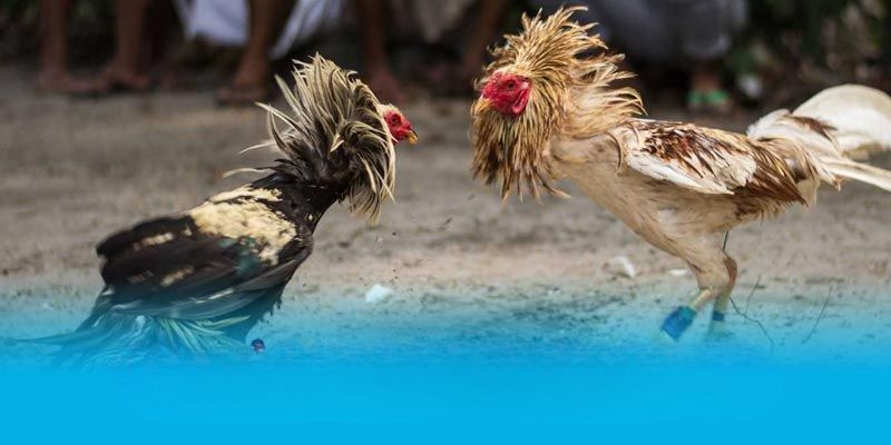 Đá gà tại J88 là điểm thu hút hàng đầu hiện nay