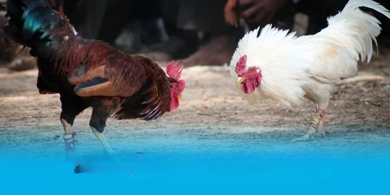 Trận đấu đá gà C3 