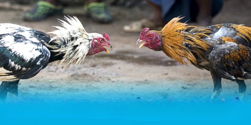 Đá gà tại J88 là điểm thu hút hàng đầu hiện nay