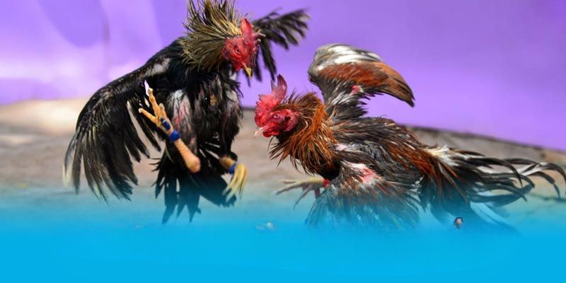 Đá gà tại J88 là điểm thu hút hàng đầu hiện nay